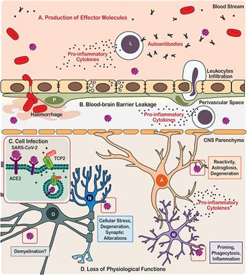 Neuropathobiology of COVID-19: The Role for Glia